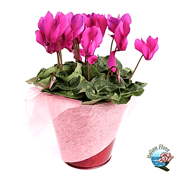 Cyclamen plant
