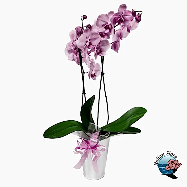 Pale Pink Orchid Plant