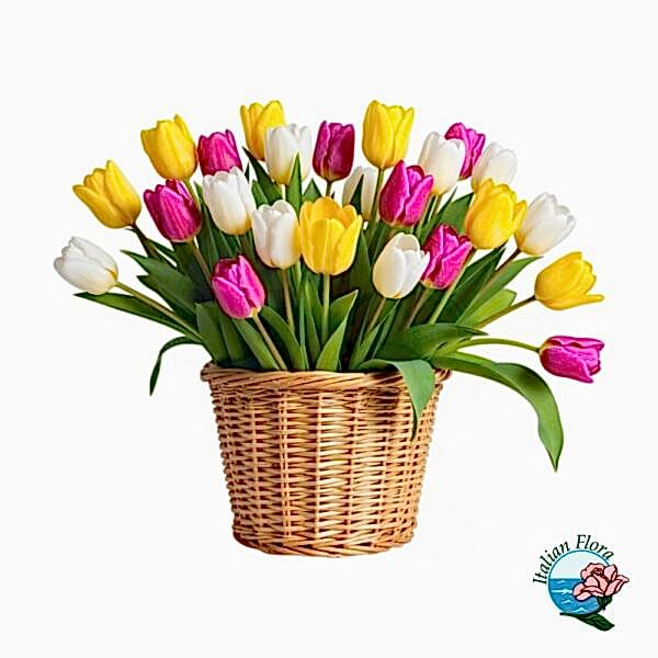 Basket of white yellow and pink tulips