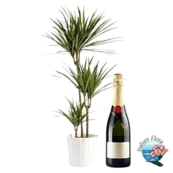 Green plant with bottle of sparkling wine